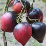 Насіння Помідор Сержант Пеппер, 0,1 г